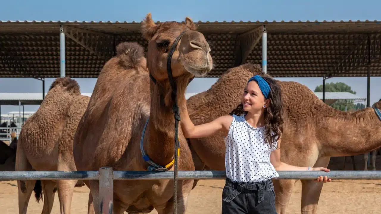 Woman petting a camel in a camel enclosure