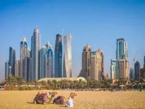 A desert scene featuring two camels resting on sand in the foreground with a backdrop of modern skyscrapers and palm trees under a clear blue sky.