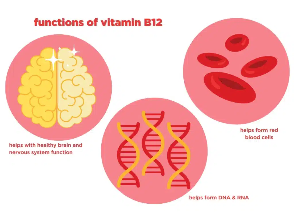Vitamin B12 Functions and Food Sources
