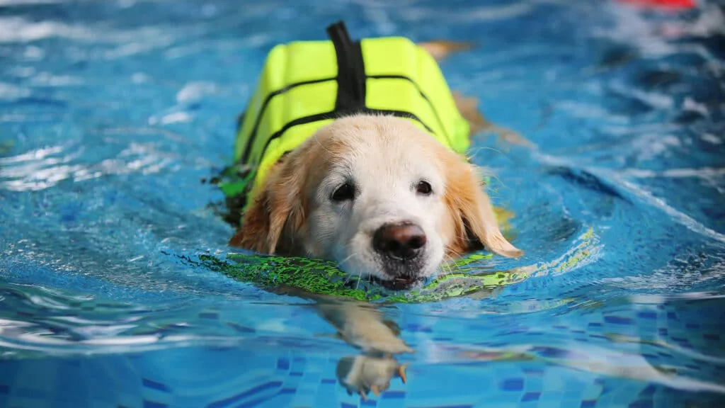 A golden retriever wearing a bright neon yellow life jacket swims in a blue pool, with its snout just above the water surface, looking directly at the camera.