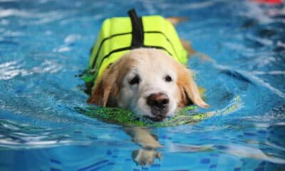 hydrotherapy hero