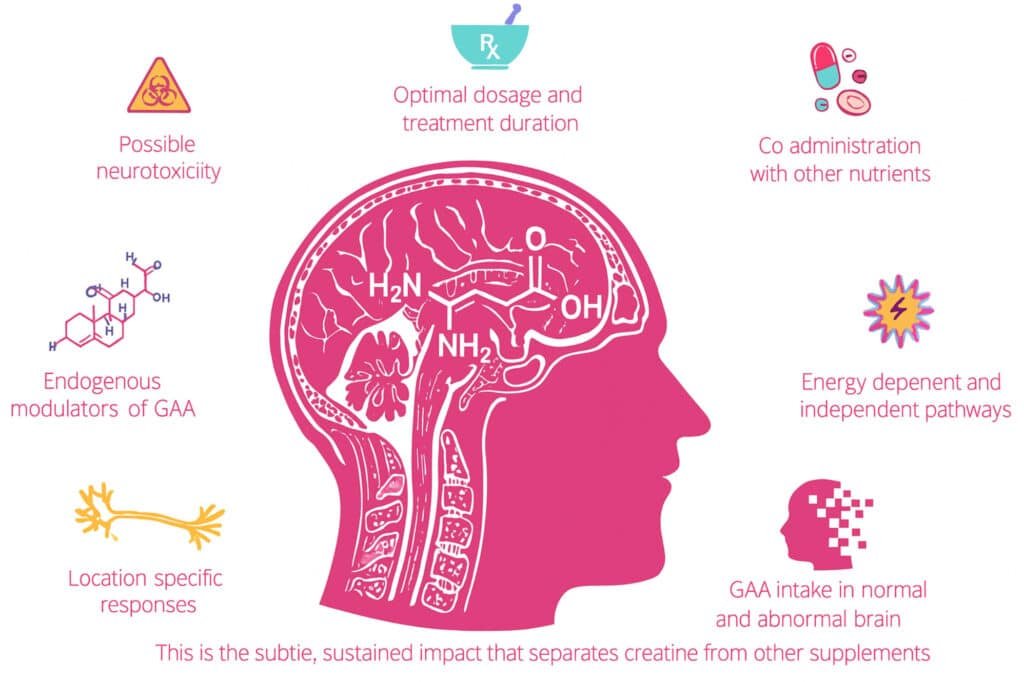 Diagram of a human head and brain sectioned to show biochemical structures, highlighting factors like neurotoxicity, optimal dosage, nutrient co-administration, energy pathways, GAA modulators, location-specific responses, and GAA intake in brain functionality.