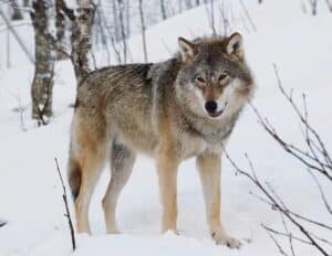 A lone wolf standing in a snowy forest, with a thick coat and piercing eyes.