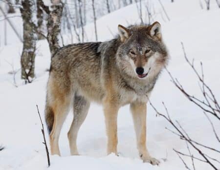 A lone wolf standing in a snowy forest, with a thick coat and piercing eyes.