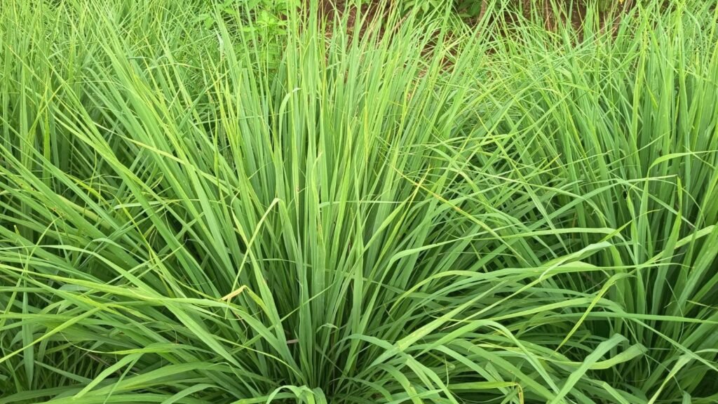 Dense cluster of long, green grass blades growing closely together.