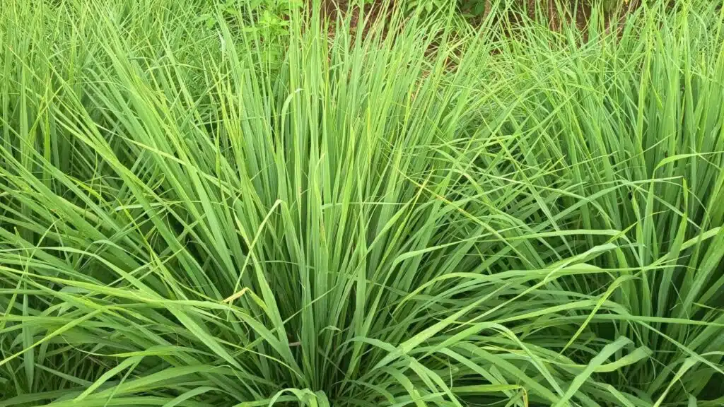 Dense cluster of long, green grass blades growing closely together.