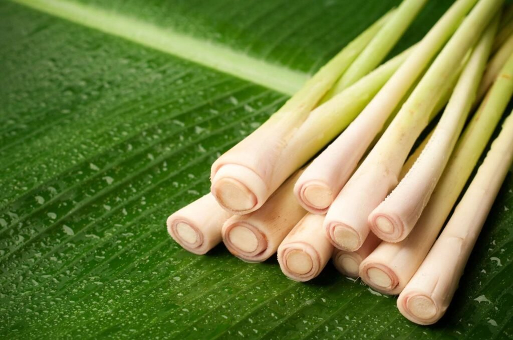 Fresh lemongrass stalks arranged on a large green banana leaf with visible droplets.