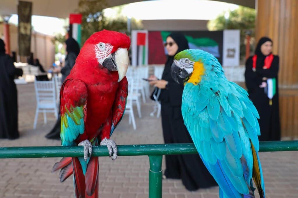 Two colorful macaws perched on a green rail, with people and UAE-themed displays blurred in the background