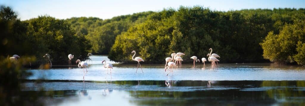 Flamingos wading in a shallow lagoon surrounded by dense green mangroves