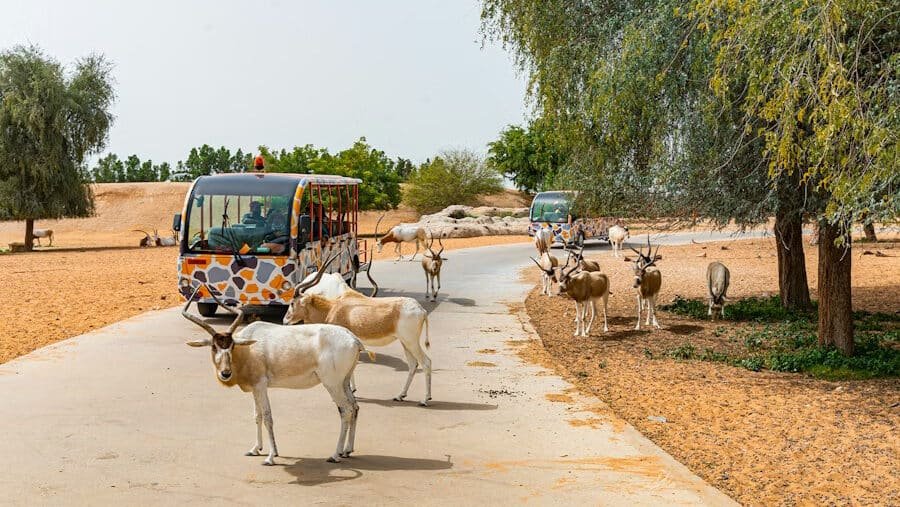 A group of antelopes on a paved path surrounded by desert landscape, with safari trams nearby.