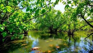 A lush green mangrove forest reflected in calm water with a small rock in the foreground