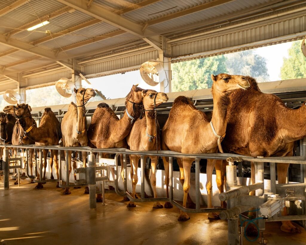 Camelicious Camels lined up in a milking barn, standing in metal stalls under fans