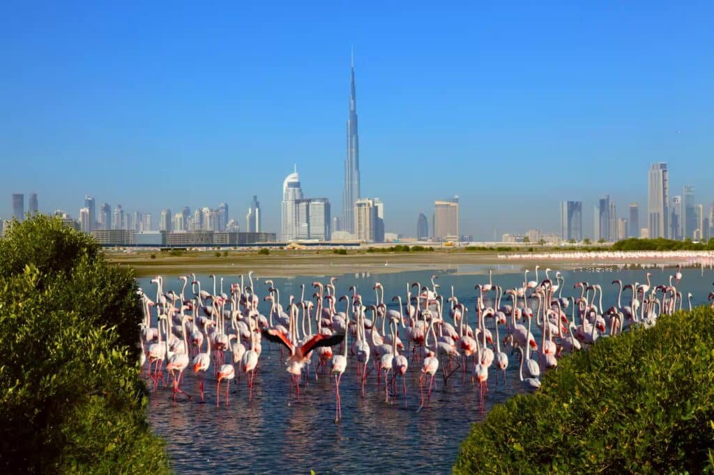 Flamingos wade in a wetland with Dubai’s skyline and Burj Khalifa in the background