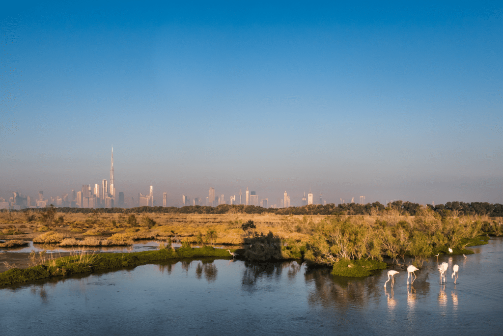 Dubai skyline with the Burj Khalifa beyond wetlands where flamingos wade in shallow Ras Al Khor Wildlife Sanctuary water