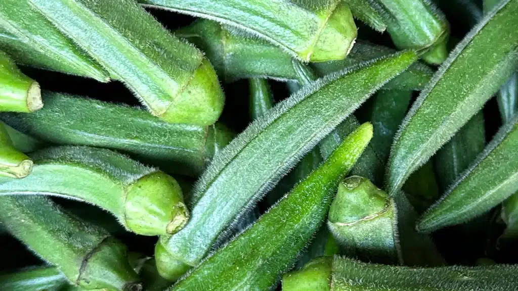 Pile of fresh green okra pods with ridged, fuzzy surfaces and trimmed stems